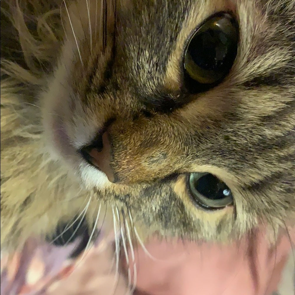 The Webster maxi dress from target